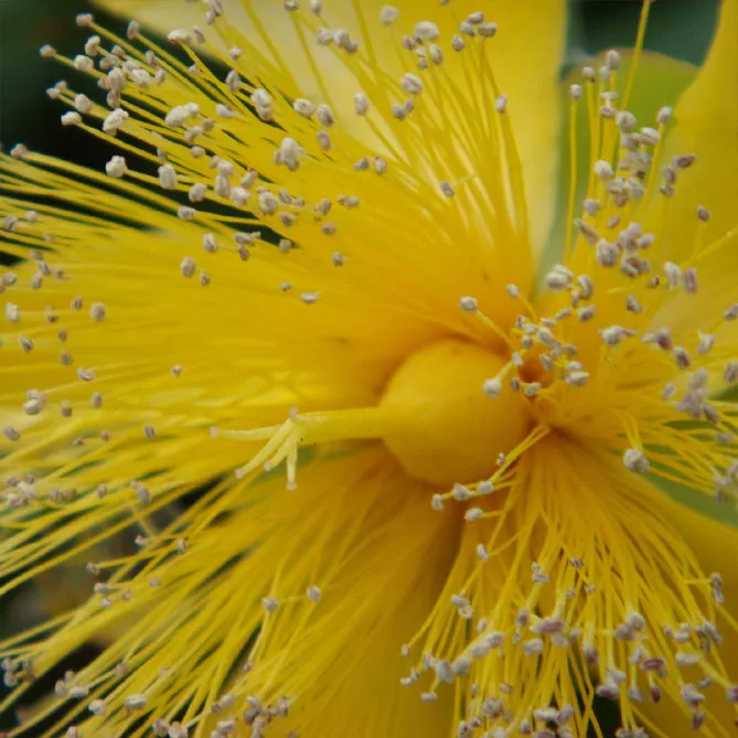 Звіробій чашечковидний (лат. Hypericum calycinum) 
