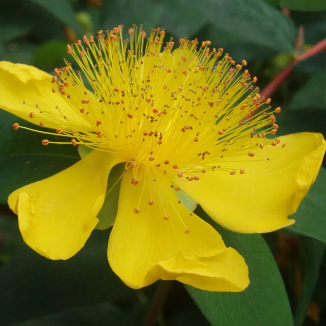 Звіробій чашечковидний (лат. Hypericum calycinum) 