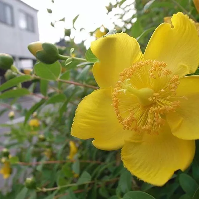Звіробій чашечковидний (лат. Hypericum calycinum) 