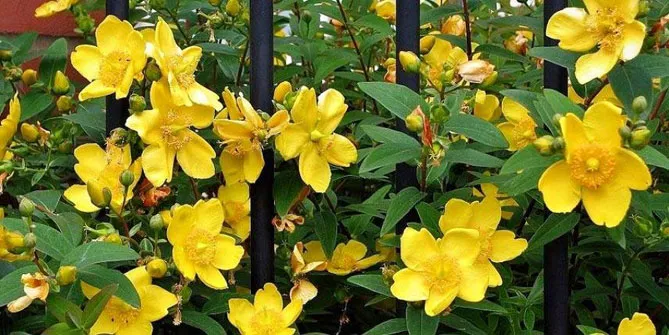 Звіробій чашковий "Хідкот" (Hypericum 'Hidcote')