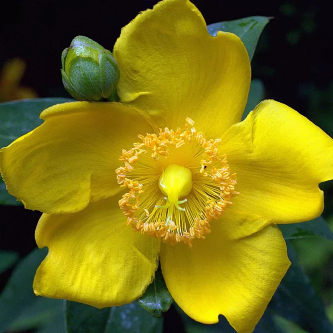 Звіробій чашковий "Хідкот" (Hypericum 'Hidcote')