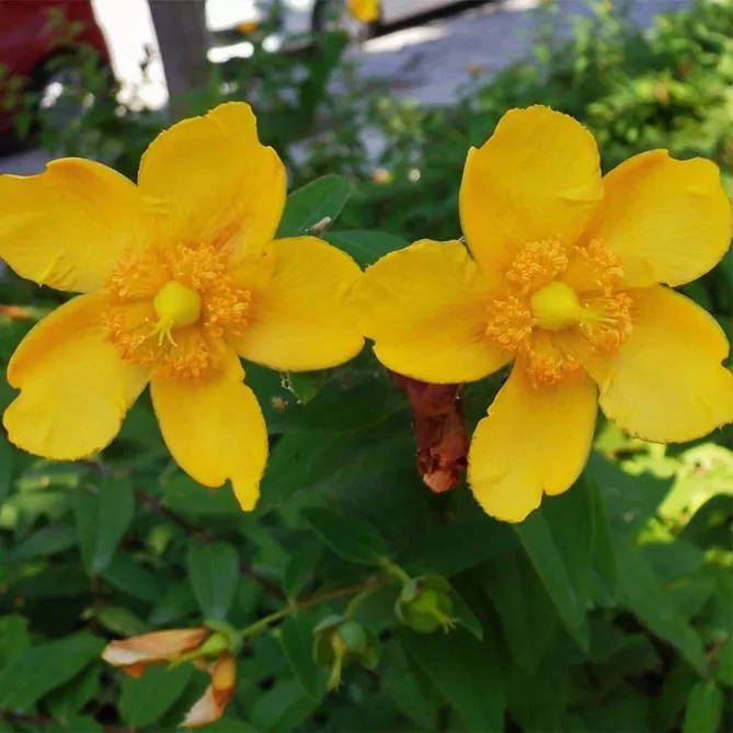 Звіробій чашковий "Хідкот" (Hypericum 'Hidcote')