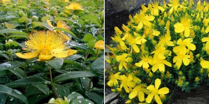 Hypericum olympicum и Hypericum calycinum