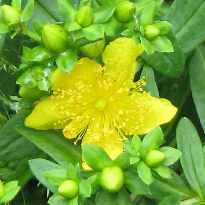  звіробій Кальмана "Гемо" (Hypericum kalmianum Gemo) 