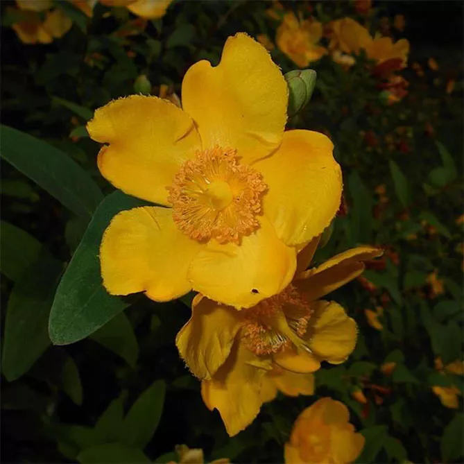 Звіробій Мозера (Hypericum moserianum)