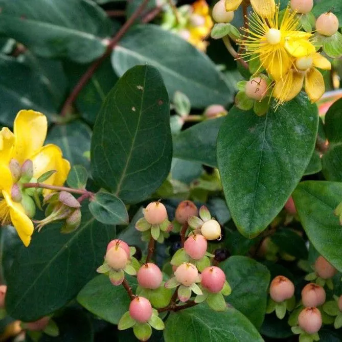 Звіробій  "Меджикал Б'юті"