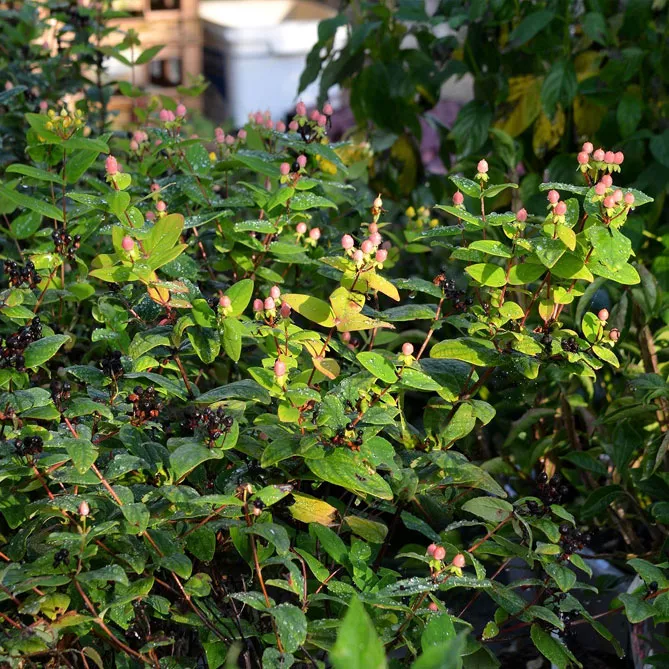 Звіробій  "Меджикал Б'юті"