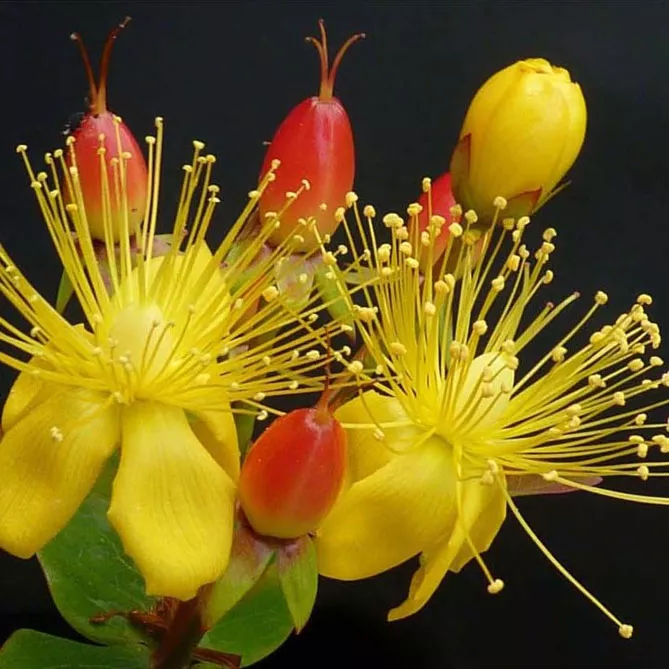 Звіробій непахучий "Меджикал Ред Флейм"