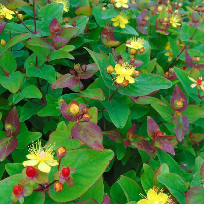 Звіробій  "Рейнгольд" (Hypericum inodorum Rheingold) 