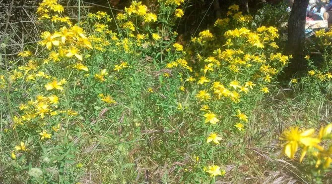  звіробій непахнучий (Hypericum inodorum) 