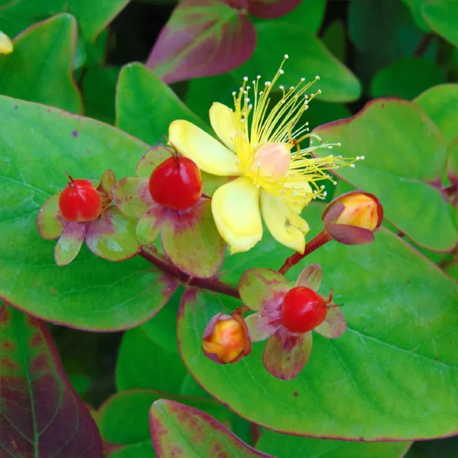Звіробій  "Рейнгольд" (Hypericum inodorum Rheingold) 