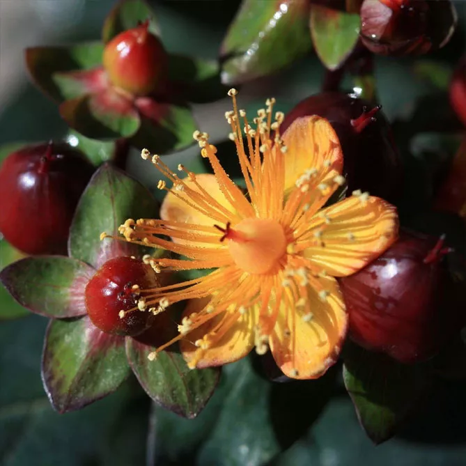 Звіробій  "Меджикал Юніверс" або "Чарівний всесвіт" (Hypericum inodorum Magical Universe)