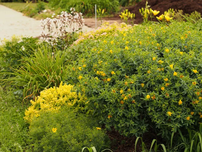 Звіробій у саду