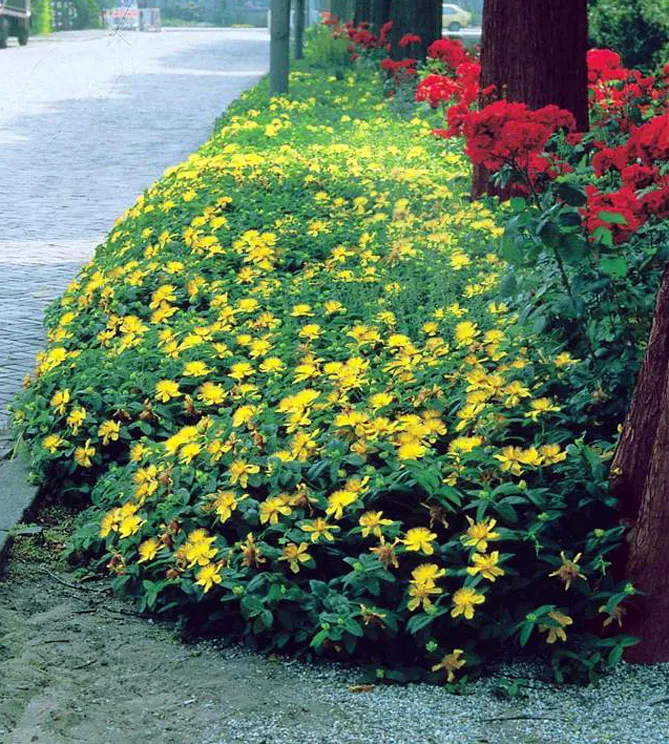 Звіробій у саду