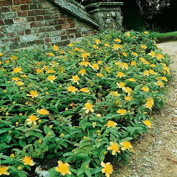 Звіробій у саду