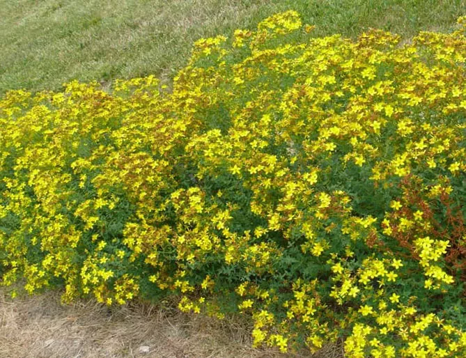 Звіробій у саду