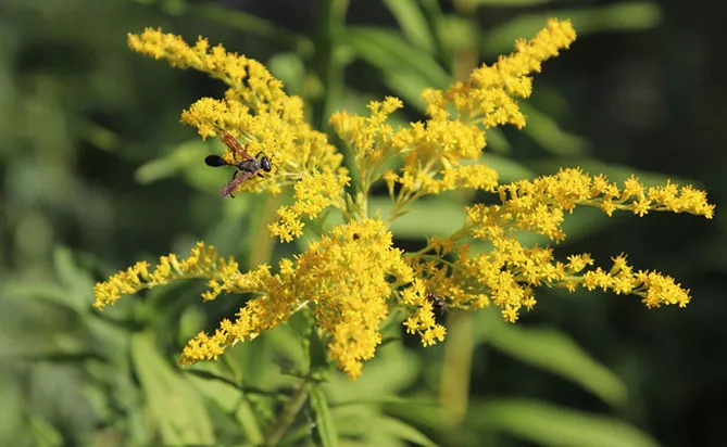 Золотарник або Солідаго (лат. Solidаgo)