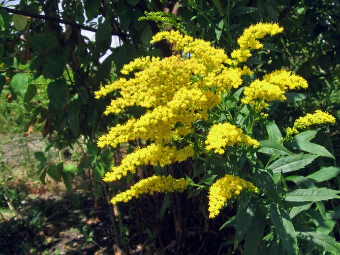 Золотарник або Солідаго (лат. Solidаgo)