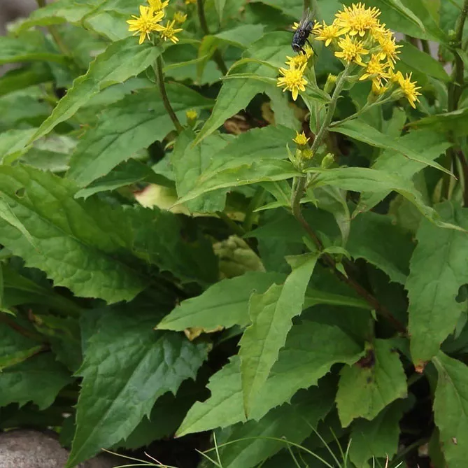Золотарник або Солідаго (лат. Solidаgo)