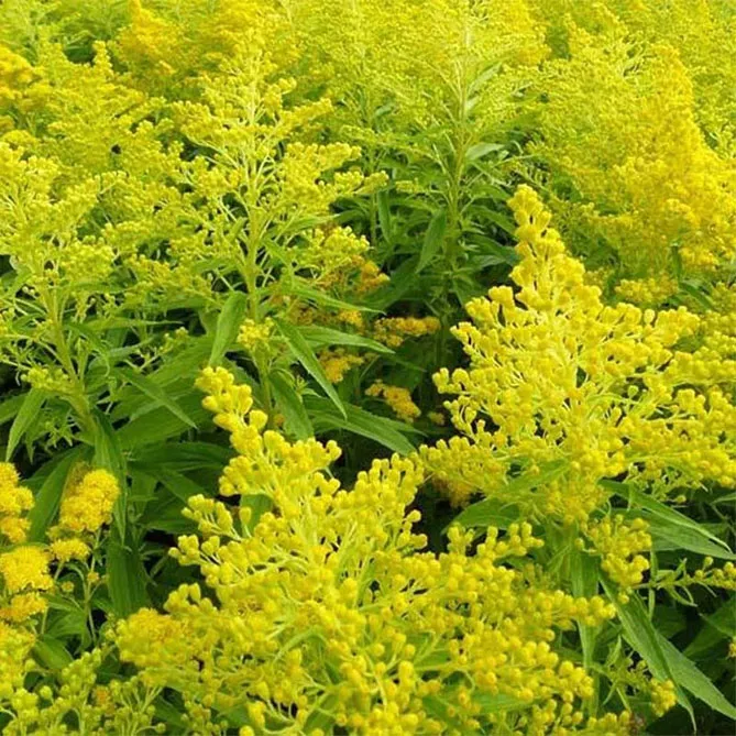 Золотарник або Солідаго (лат. Solidаgo)