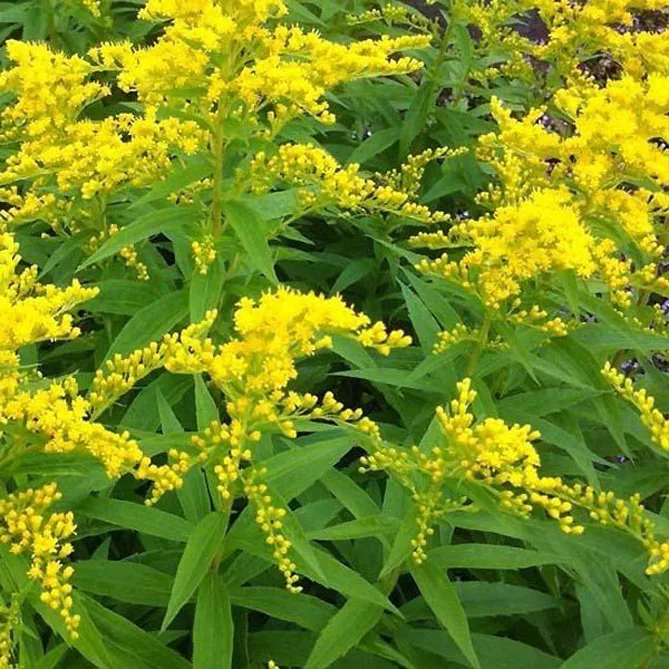 Золотарник або Солідаго (лат. Solidаgo)