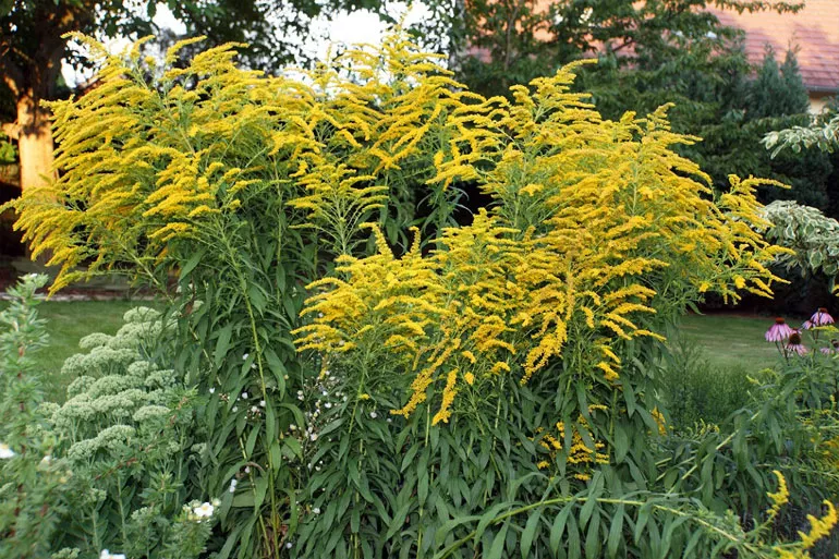 Золотарник або Солідаго (лат. Solidаgo)