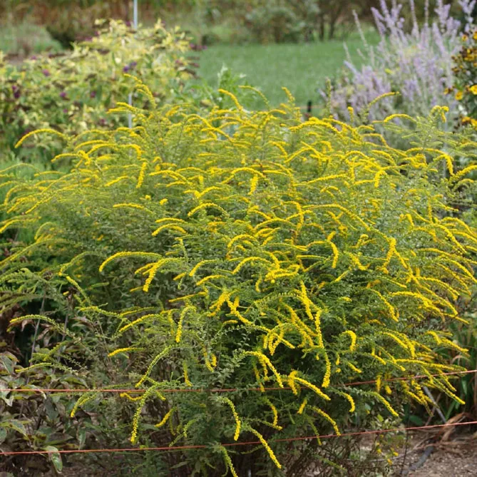 Золотарник або Солідаго (лат. Solidаgo)