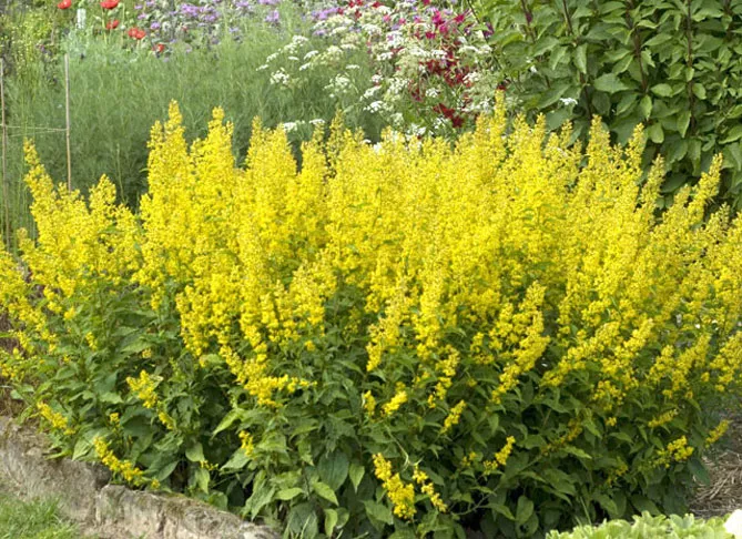 Золотарник або Солідаго (лат. Solidаgo)