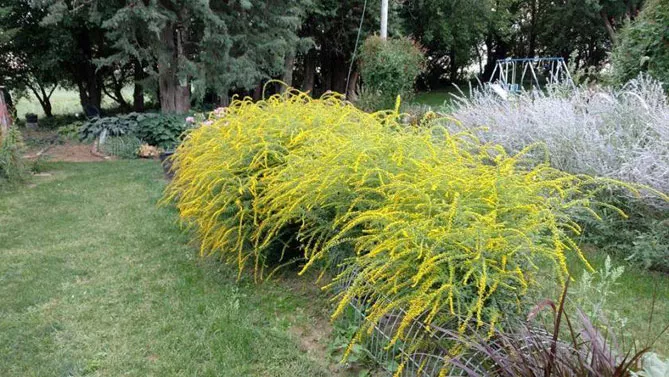 Золотарник або Солідаго (лат. Solidаgo)