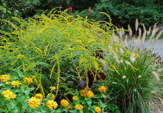 Золотарник або Солідаго (лат. Solidаgo)