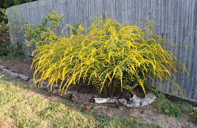 Золотарник або Солідаго (лат. Solidаgo)