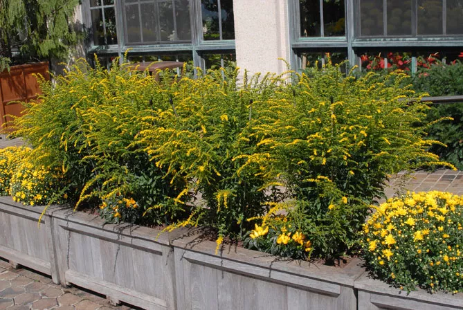 Золотарник або Солідаго (лат. Solidаgo)