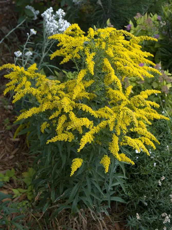 Золотарник або Солідаго (лат. Solidаgo)