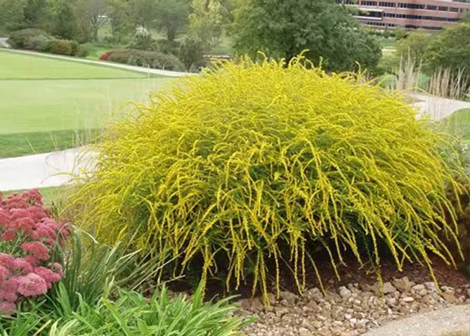 Золотарник або Солідаго (лат. Solidаgo)