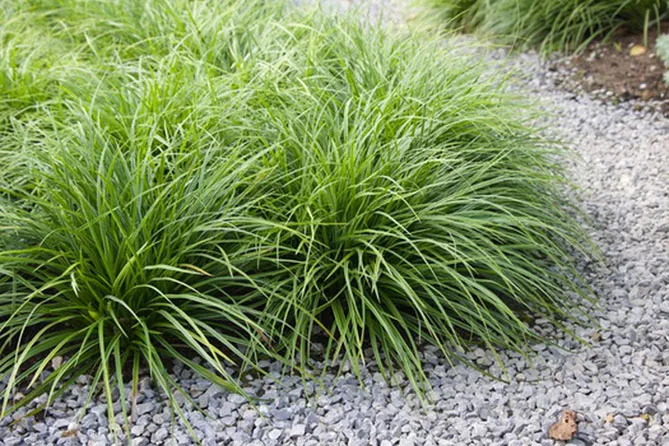 Осока (Carex) Carex pendula