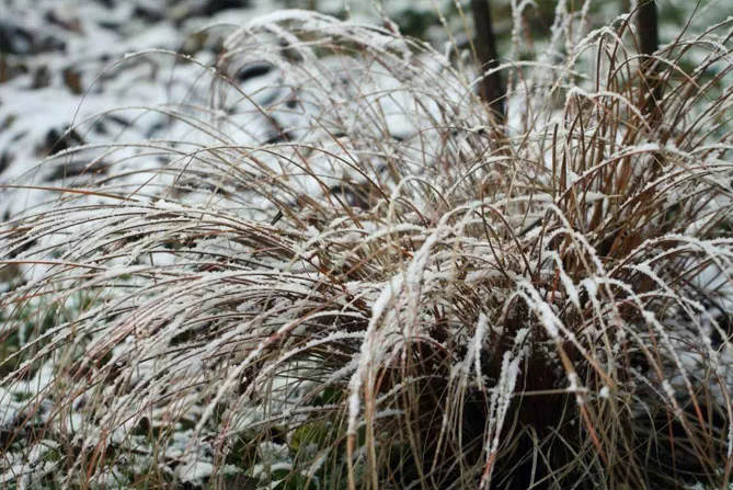 Осока Б'юкенена (Буханана) (лат. Carex buchananii)