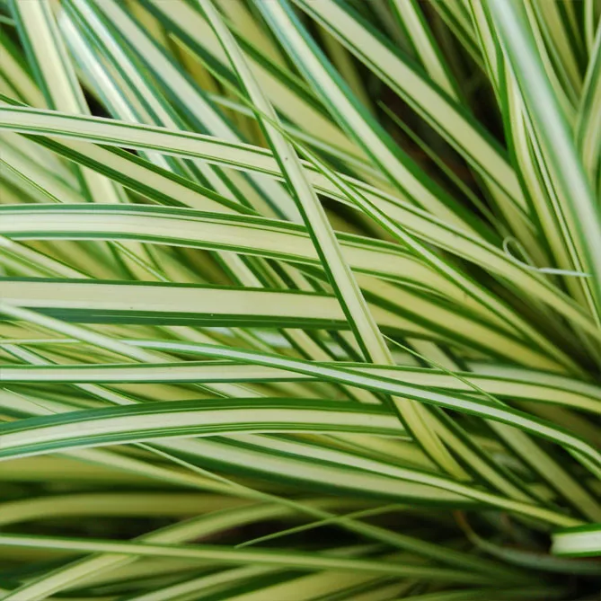 Осока ошимська "Еверголд"