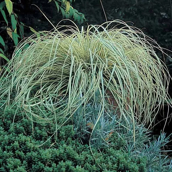 Осока ошимська "Еверголд"