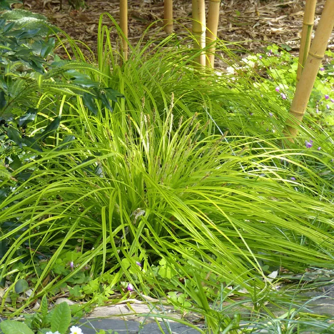 Осока власовидна "Еверілло" (Carex oshimensis Everillo)