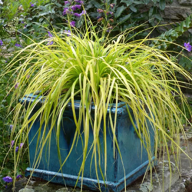 Осока власовидна "Еверілло" (Carex oshimensis Everillo)