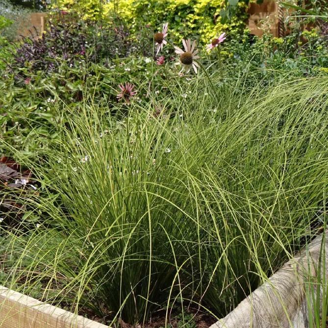 Осока цегляна "Лайм Шайн" (Carex testacea Lime Shine)