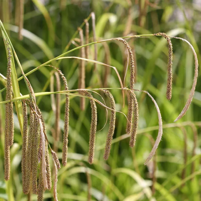 Осока висяча (Carex pendula)