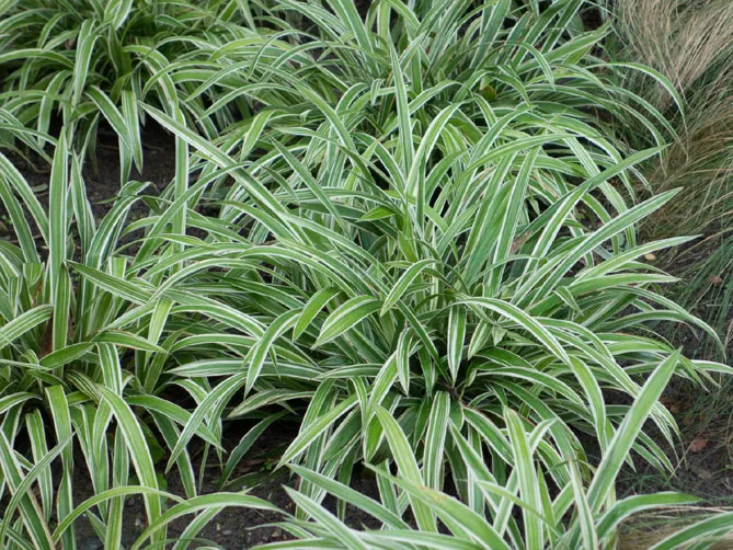 Осока іржавоп'ятниста "Варієгата" (Carex siderosticha Variegata)