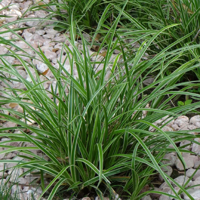 Осока Моррова "Айс Денс" (Carex morrowii Ice Dance)