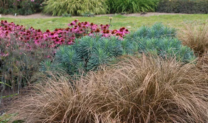 осока з квітами, травами