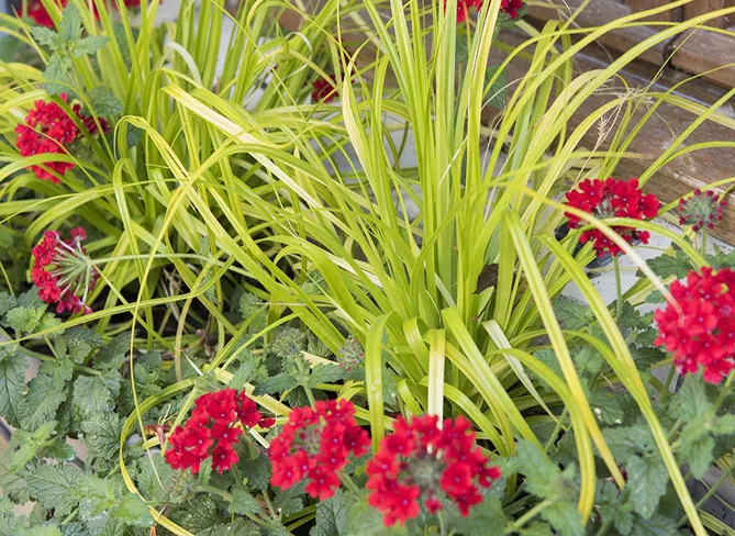 осока з квітами, травами