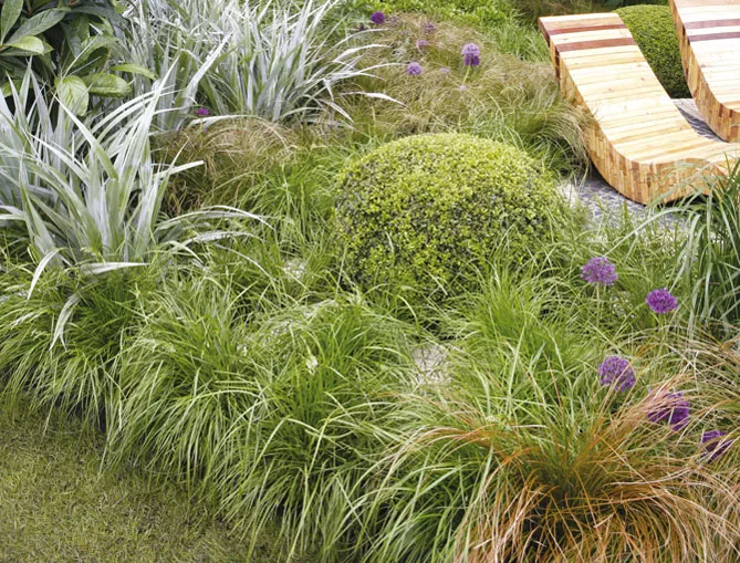 Осока в ландшафтному дизайні саду