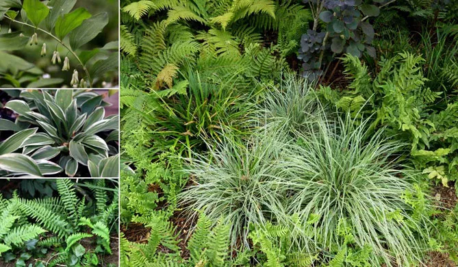 Осока з листям папороті, осока "Еверест", багатоніжка звичайна, циртоміум Форчуна