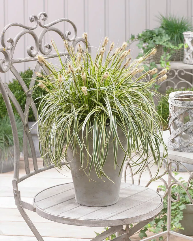 осока на підвіконня, балкон, терасу.