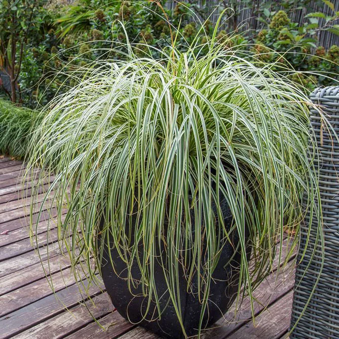 осока на підвіконня, балкон, терасу.